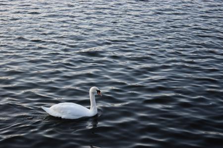 An image of a white swan swimming in a fairly calm body of water